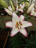 [5255 Hotline No01.JPG]